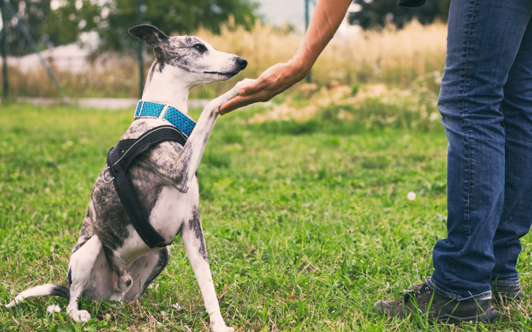 entrenamiento canino disciplina