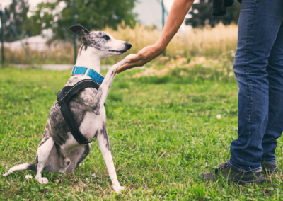 entrenamiento canino disciplina