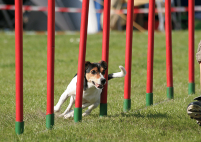 Entrenamiento agility barras