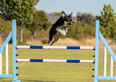 Entrenamiento canino agility salto