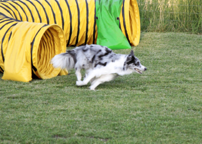 Entrenamiento agility tunel